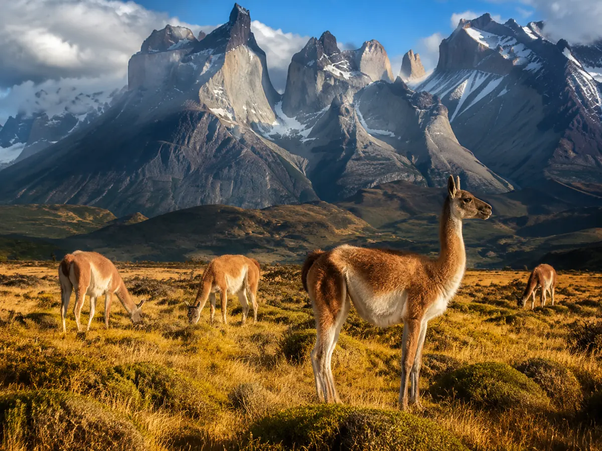 Guanacos en la estepa cerca del lago Sarmiento